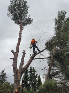 Sasu M Nicolas Ventabren, Abattage, élagage et taille, Jardinage-paysagerie