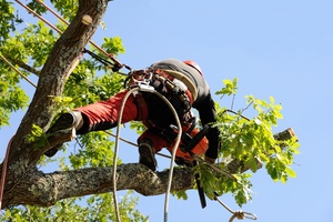 France service Aubervilliers, Abattage, élagage et taille, Installation de volets