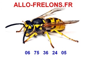 ALLO FRELONS Verdun-sur-Garonne, Artisan du bâtiment, Dératisation, désinfection et désinsectisation