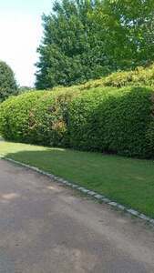 Sicler espaces verts Décines-Charpieu, Abattage, élagage et taille