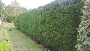 Élagueur Thierry  Libourne, Abattage, élagage et taille, Entretien d'espaces verts