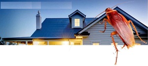 Ah Punaises ! Bobigny, Dératisation, désinfection et désinsectisation